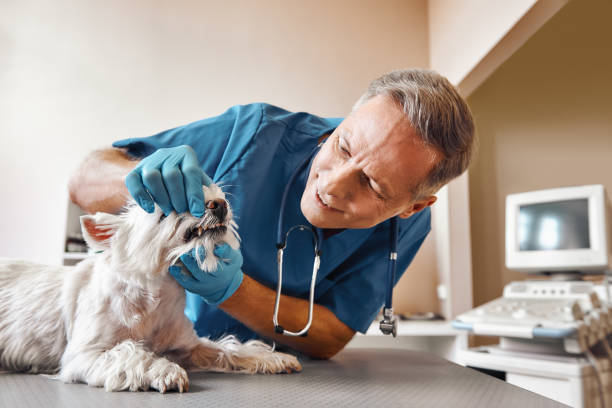 Best After-Hours Dental Trauma Care in Annandale, MN